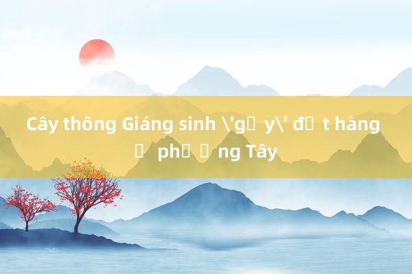 Cây thông Giáng sinh 'gầy' đắt hàng ở phương Tây