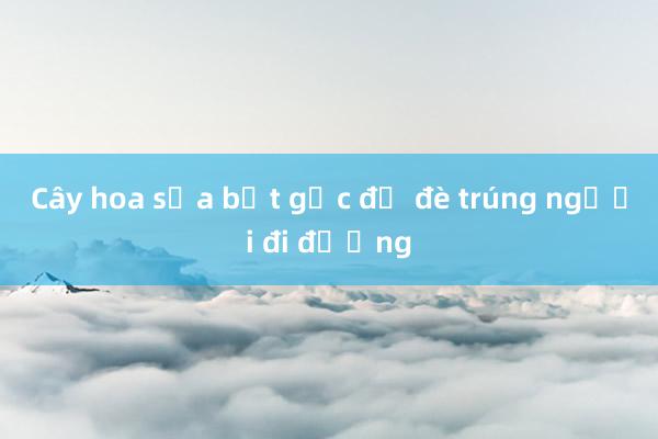 Cây hoa sữa bật gốc đổ đè trúng người đi đường